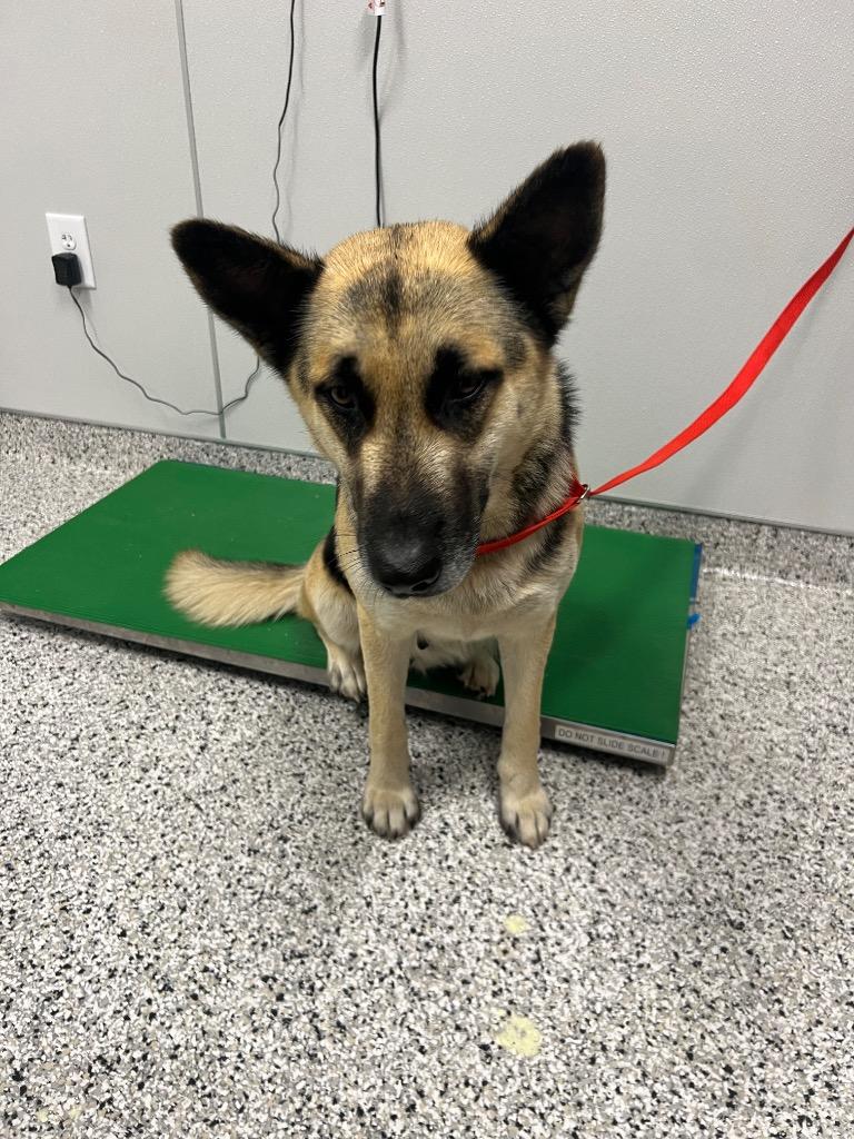 Enlarge Sheilah, a Adoptable German Shepherd Dog in Clarksville, TN image 2/4
