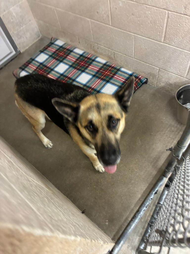 Enlarge Sheilah, a Adoptable German Shepherd Dog in Clarksville, TN image 3/4