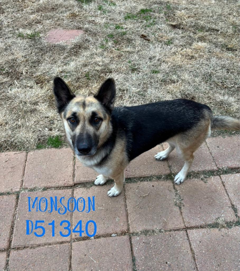 Enlarge Sheilah, a Adoptable German Shepherd Dog in Clarksville, TN image 4/4