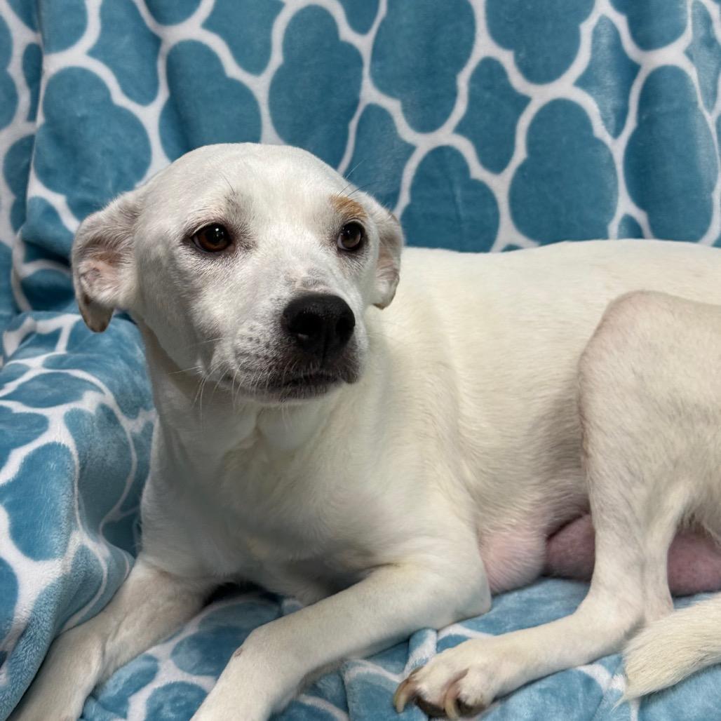 Persephone, Adoptable, Adult Female Pit Bull Terrier.