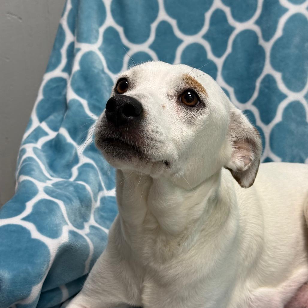 Enlarge Persephone, a Adoptable Pit Bull Terrier in Chariton, IA image 2/3