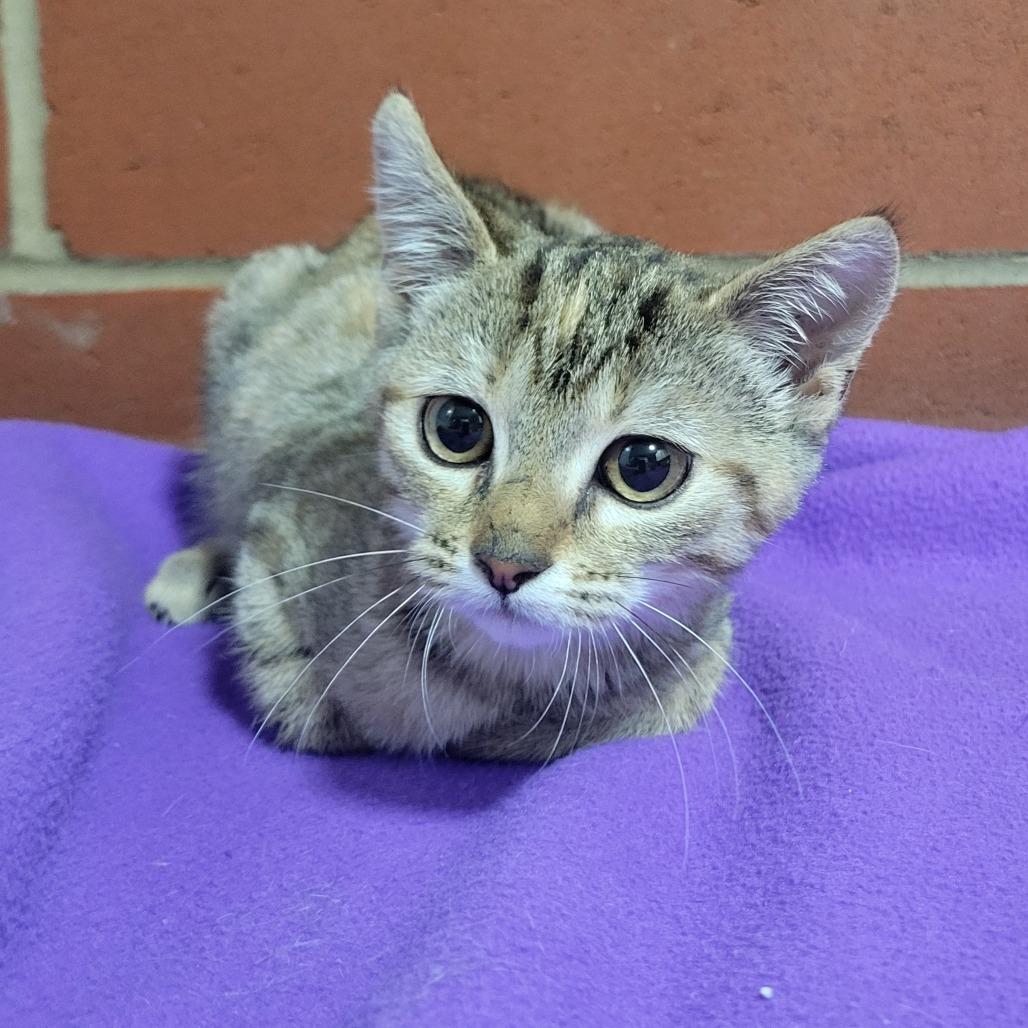 Becky, Adoptable, Kitten Female Domestic Short Hair.