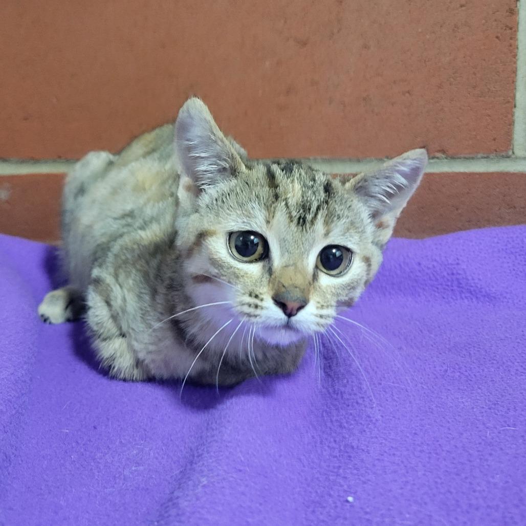 Enlarge Becky, a Adoptable Domestic Short Hair in Cabot, AR image 2/2