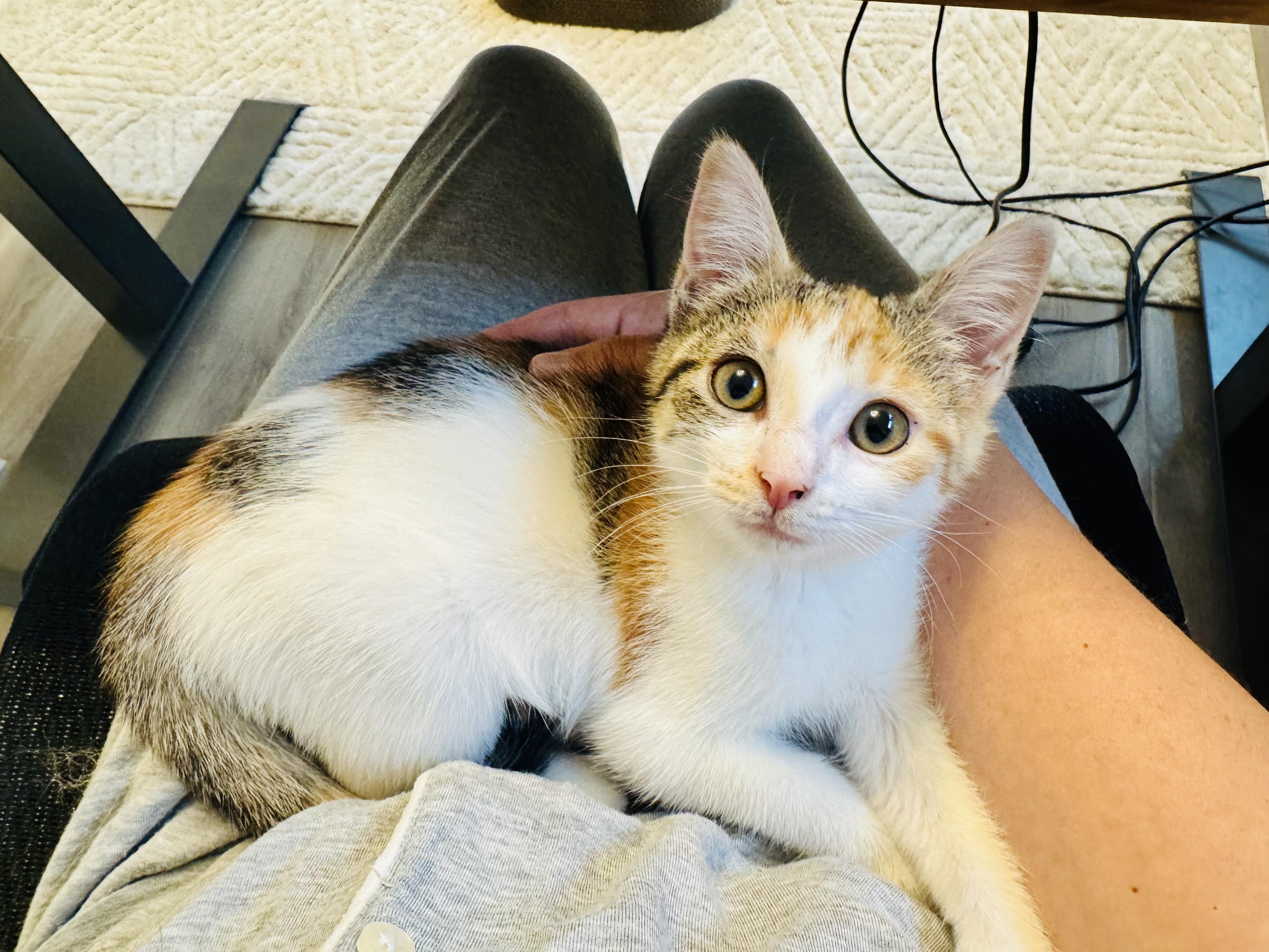 Ketchup, a Adoptable Calico in Columbus, OH image 2/6