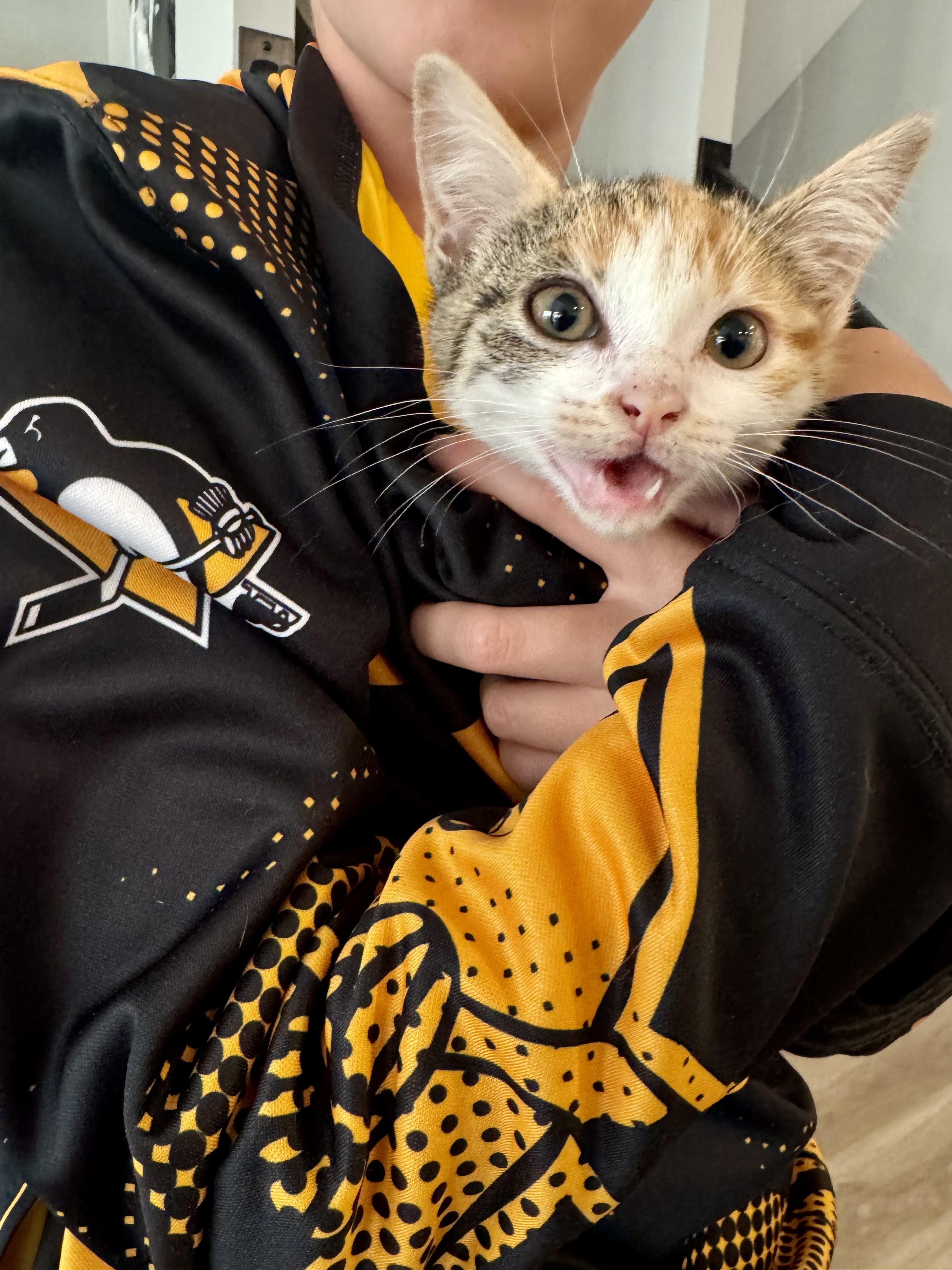 Ketchup, a Adoptable Calico in Columbus, OH image 3/6