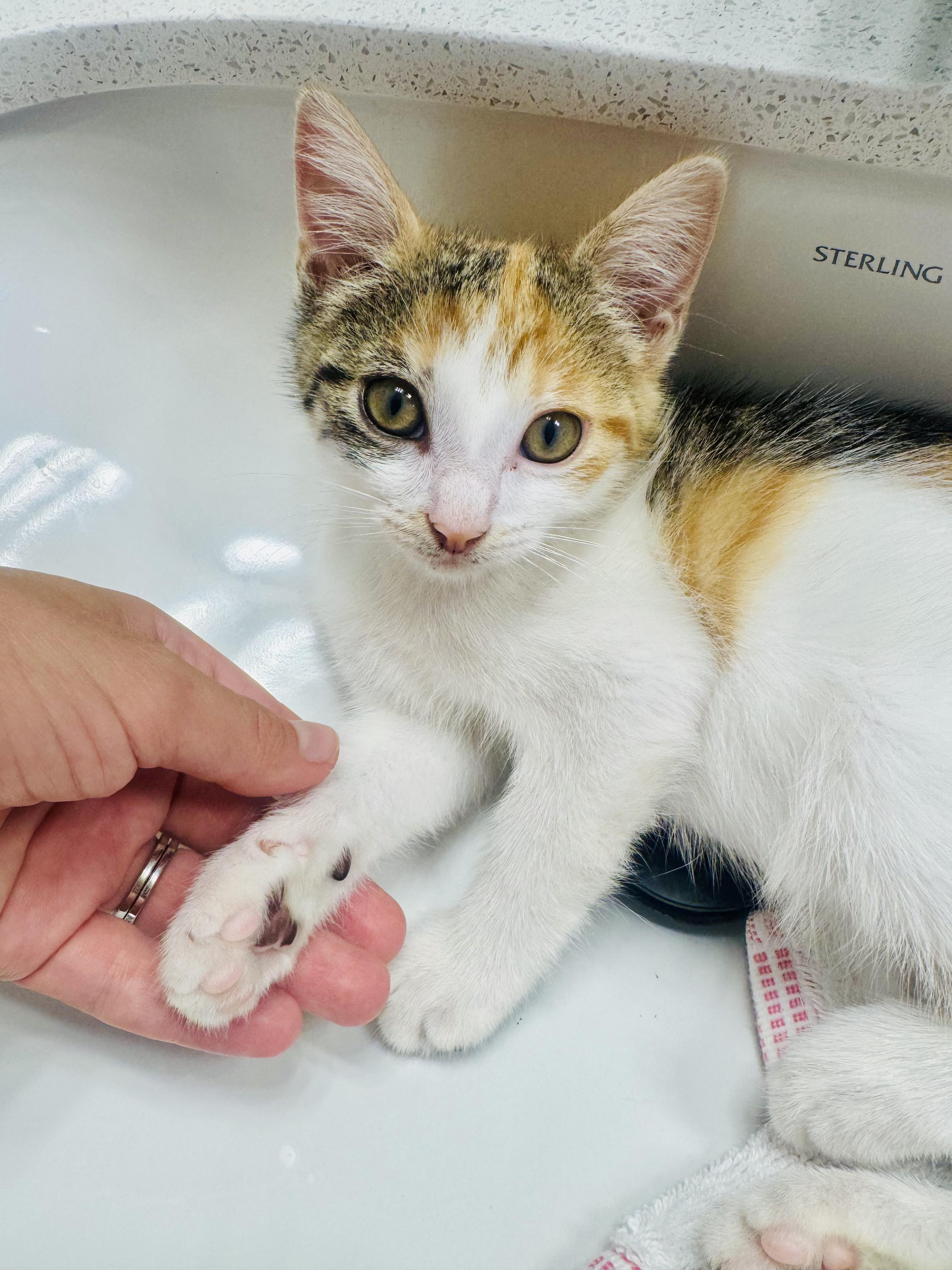 Ketchup, Adoptable, Kitten Female Calico.