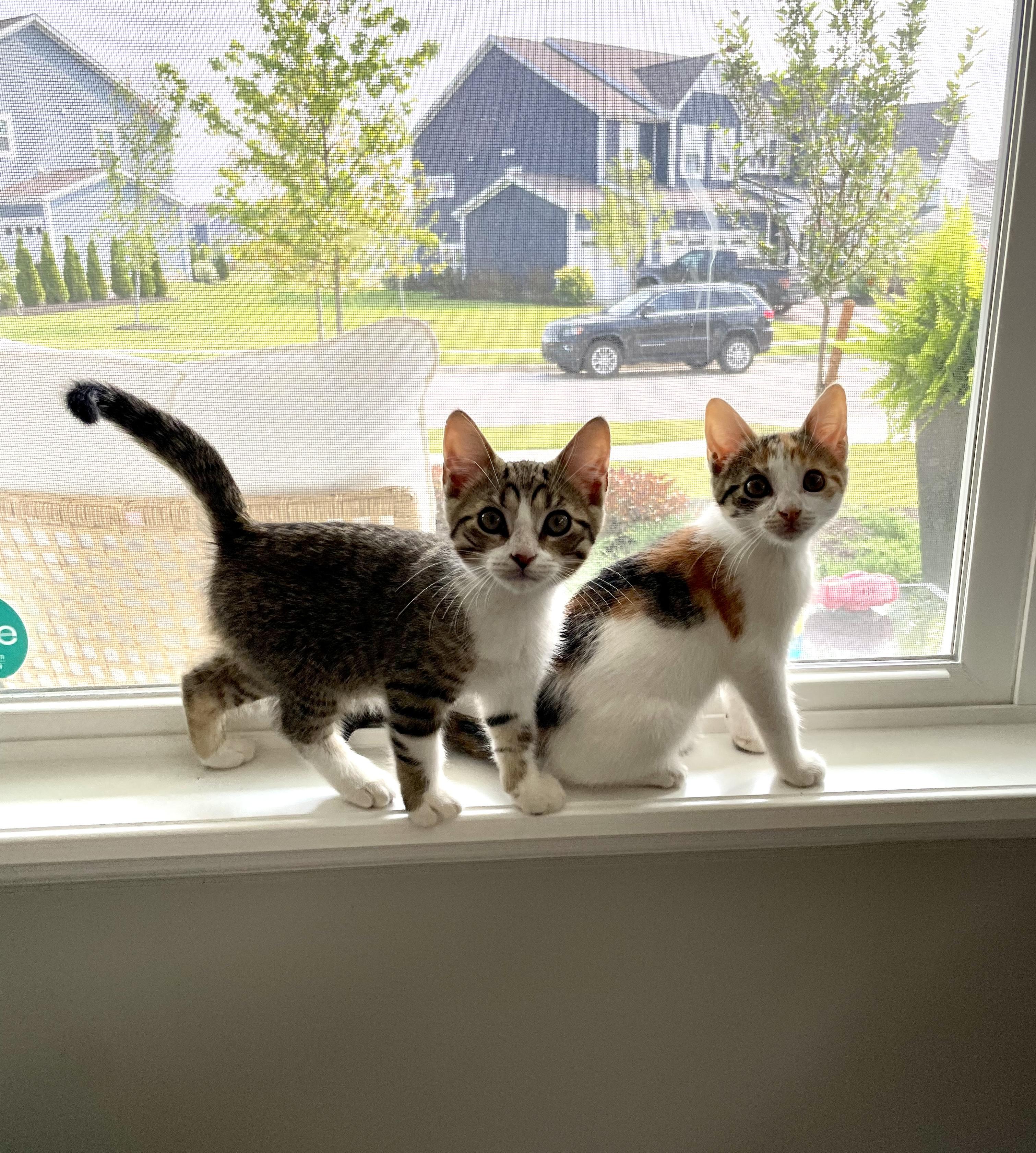 Ketchup, a Adoptable Calico in Columbus, OH image 6/6