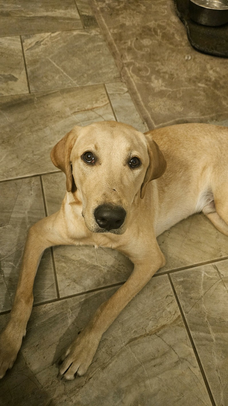 Jax, Adopted, Adult Male Yellow Labrador Retriever.