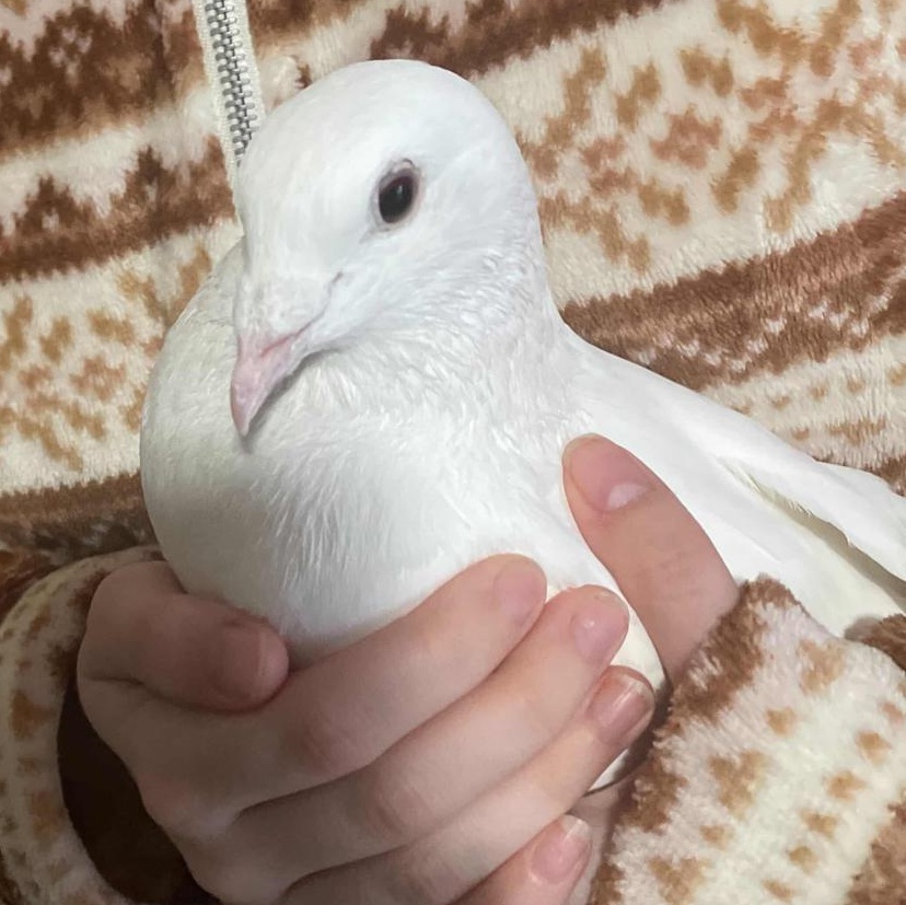 Yuki, Adult Male Pigeon