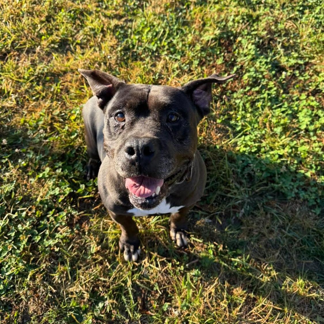 Dolly, a Adoptable mixed breed in King George, VA image 1/6