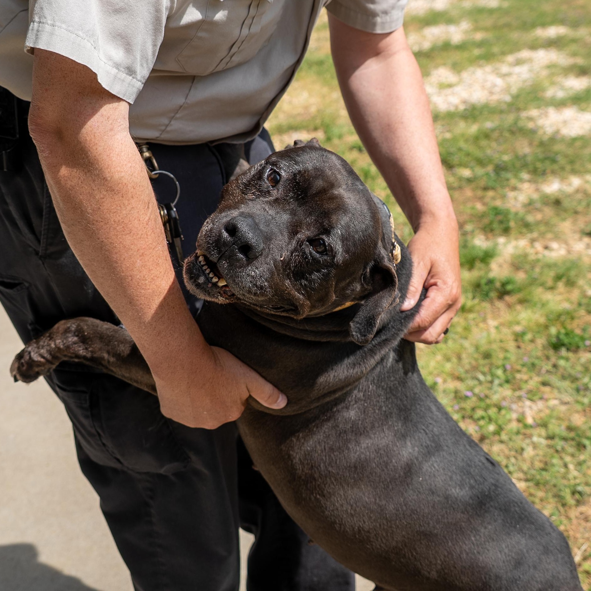 Dolly, a Adoptable mixed breed in King George, VA image 6/6