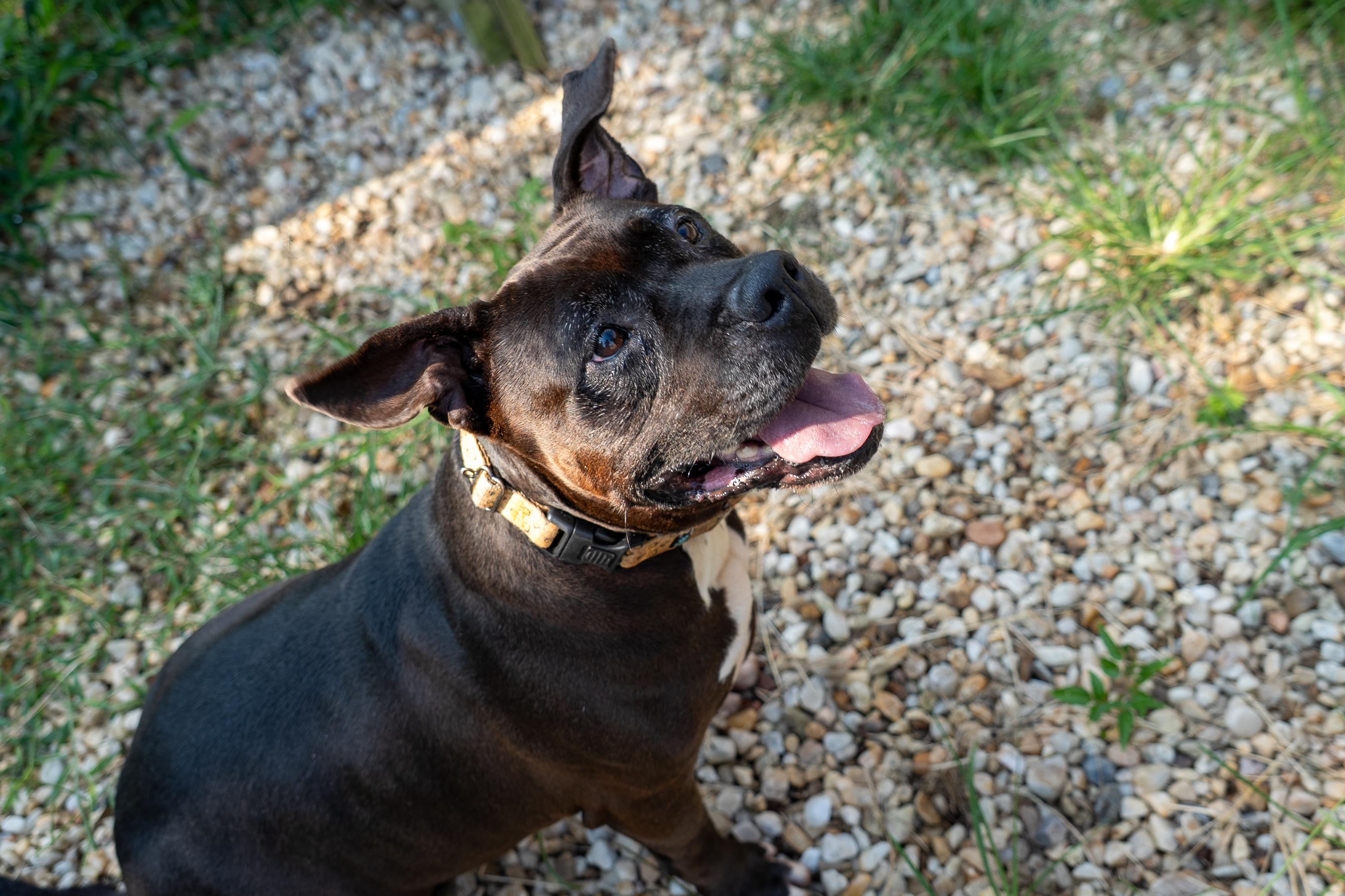 Dolly, a Adoptable mixed breed in King George, VA image 3/6