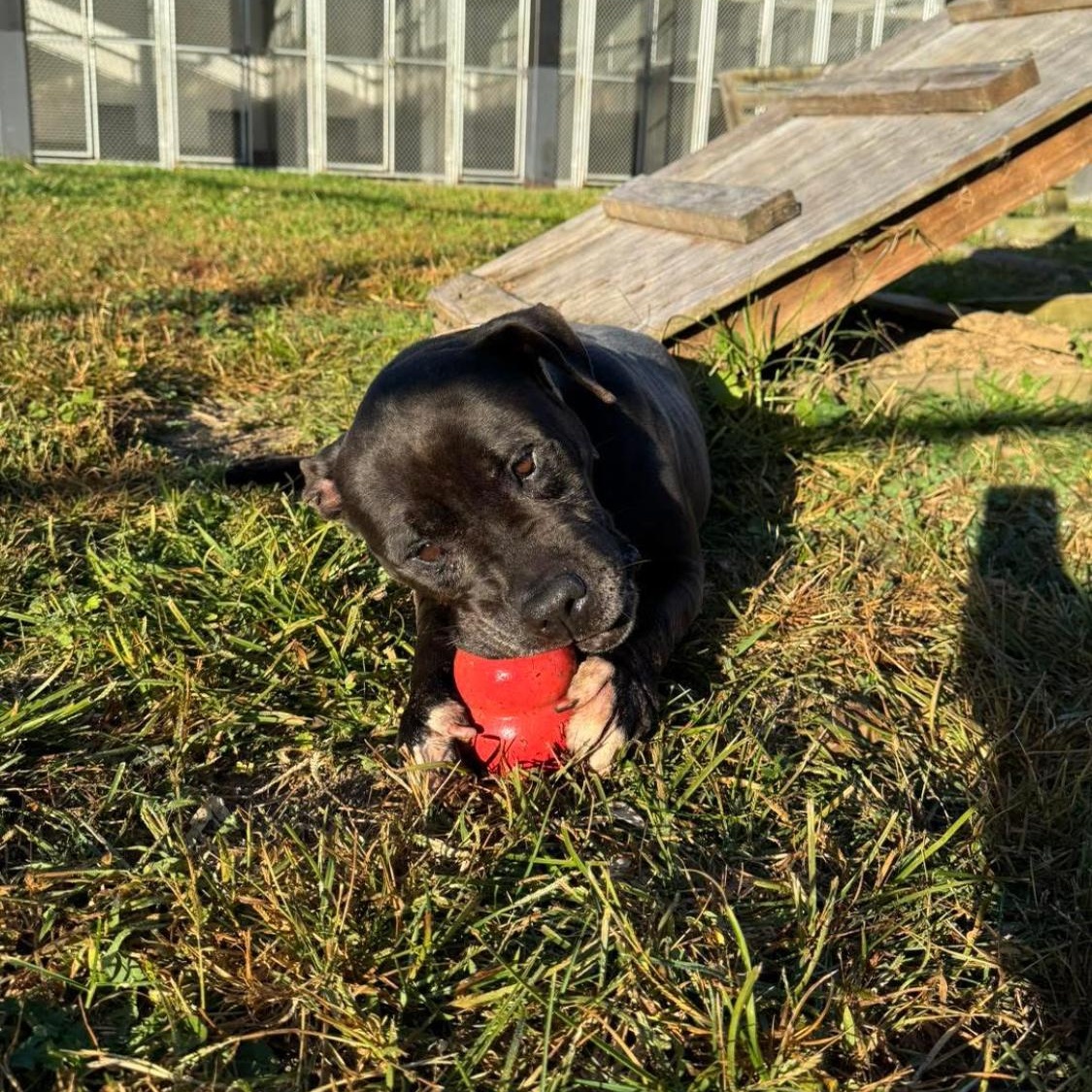 Dolly, a Adoptable mixed breed in King George, VA image 2/6