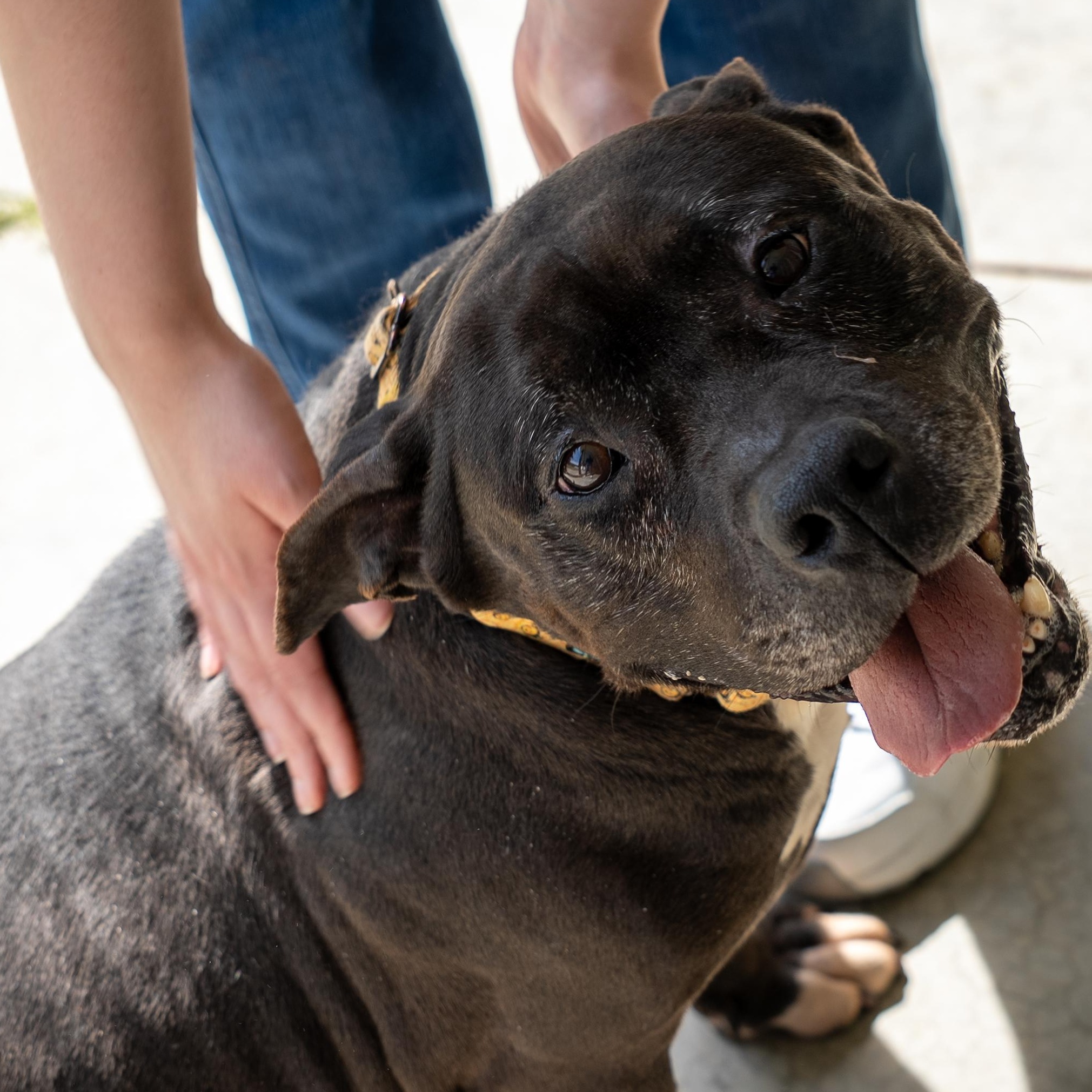 Dolly, a Adoptable mixed breed in King George, VA image 5/6