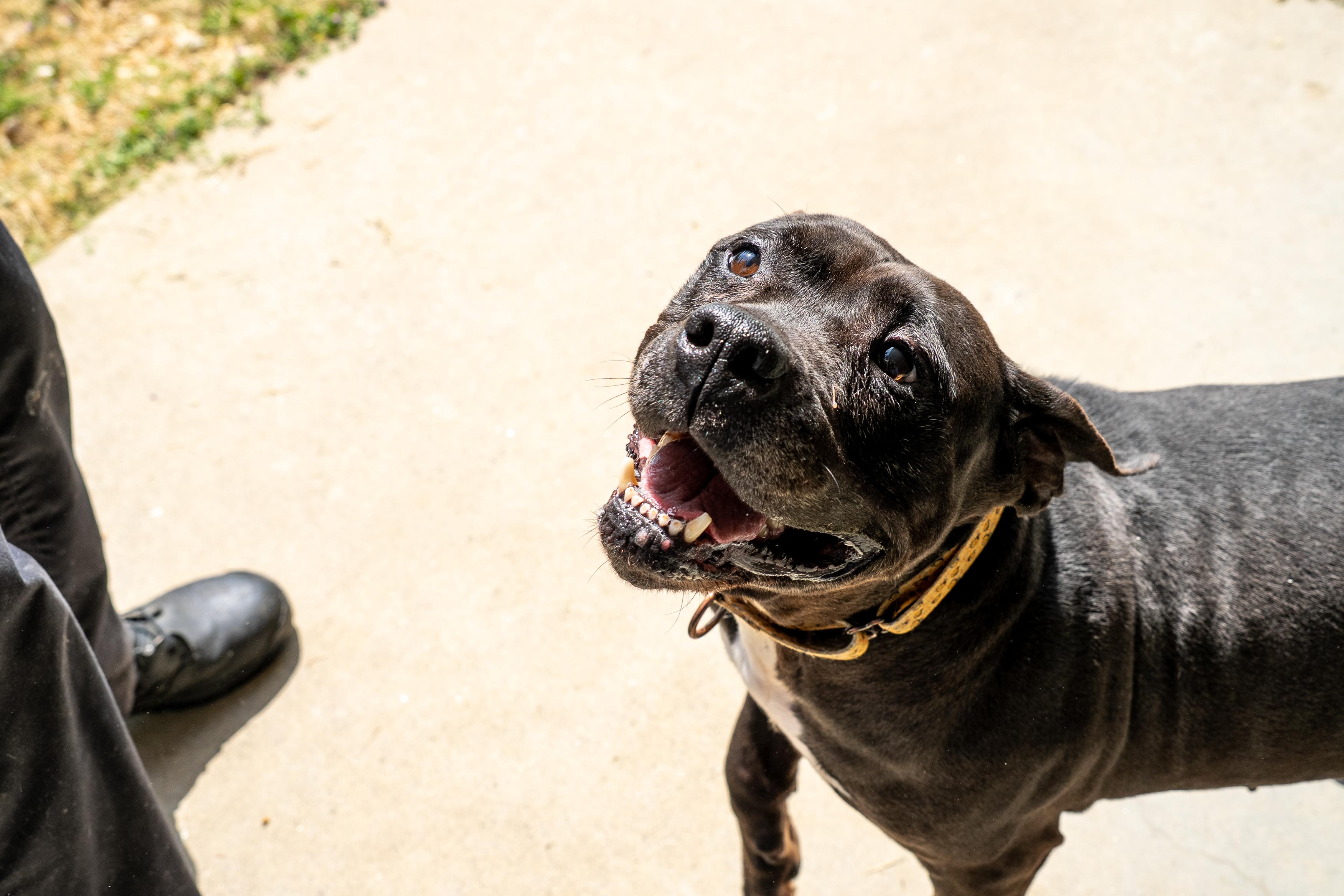 Dolly, a Adoptable mixed breed in King George, VA image 4/6
