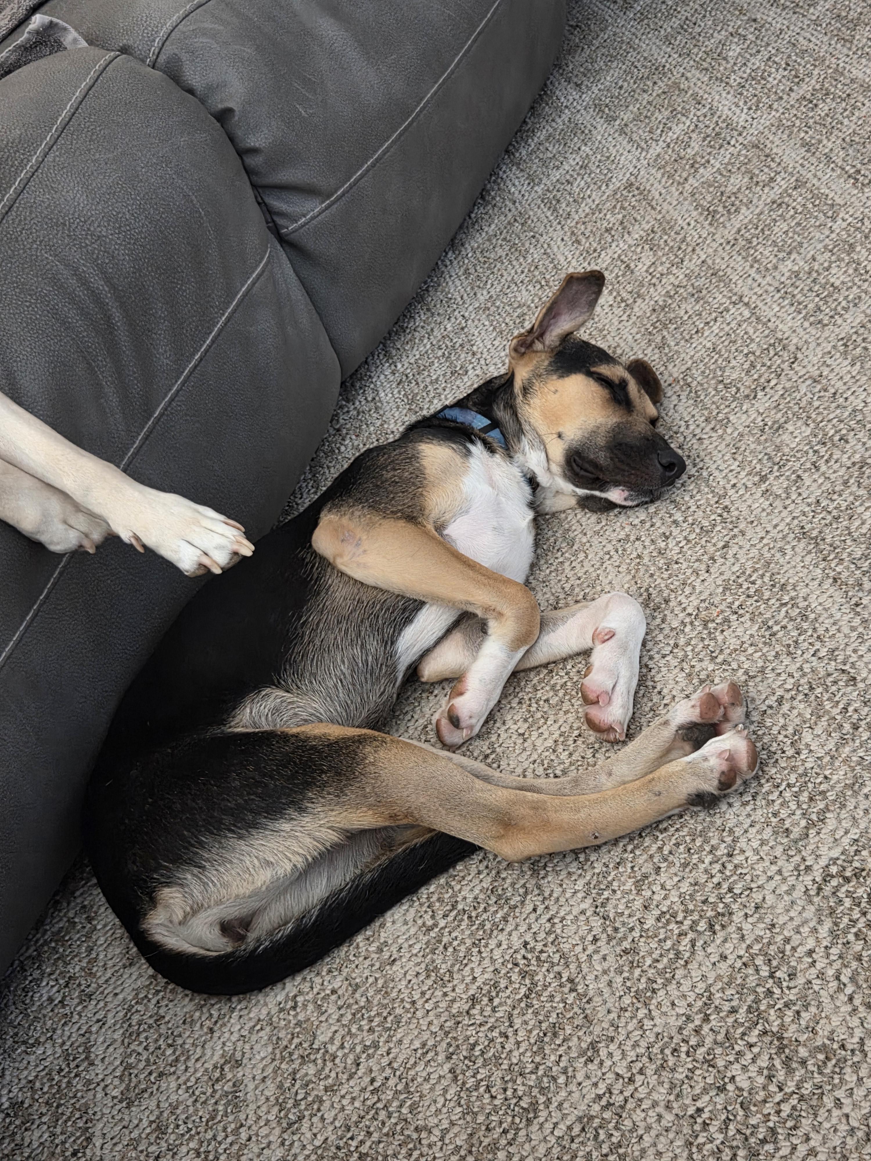Enlarge Azuri, an adopted mixed breed in Huntington, NY image 2/4