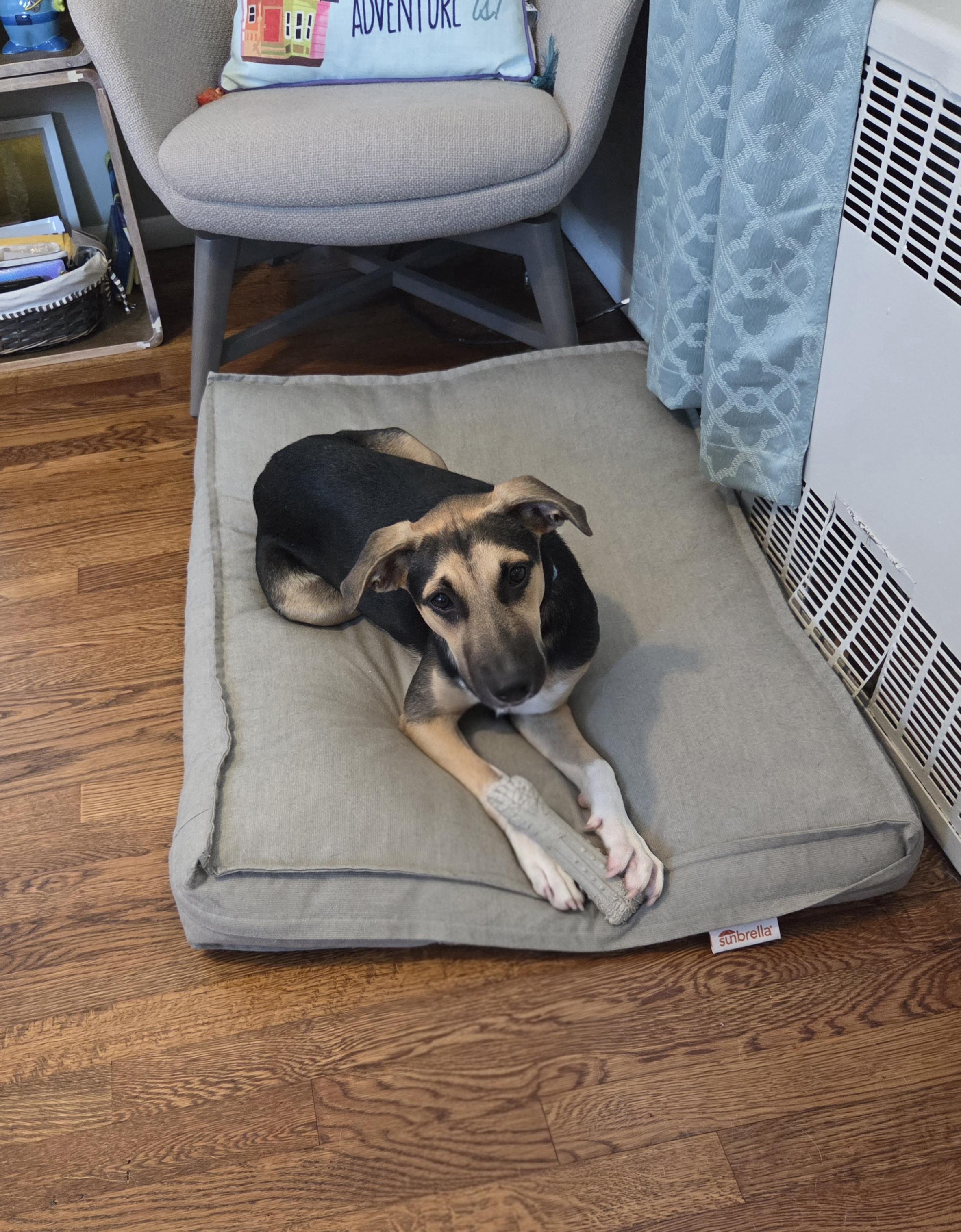 Enlarge Azuri, an adopted mixed breed in Huntington, NY image 1/4
