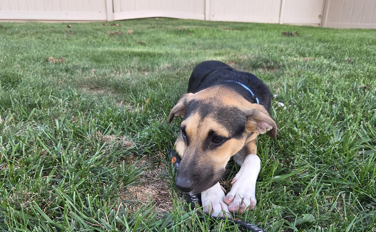 Enlarge Azuri, an adopted mixed breed in Huntington, NY image 4/4