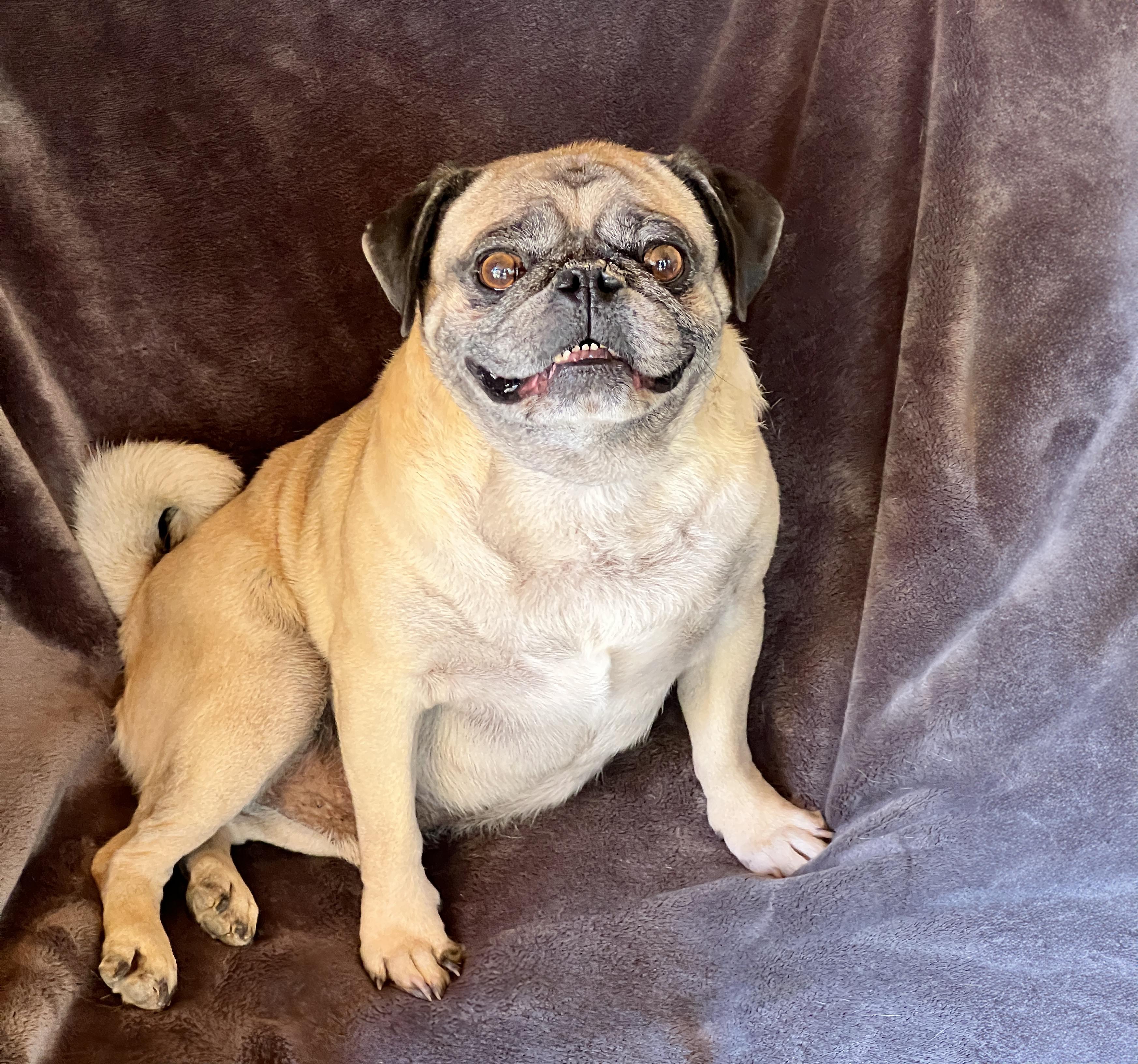 Mighty Sweet Lil Mr Morkie ~ Heart Stealer !, Adoptable, Adult Male Pug.