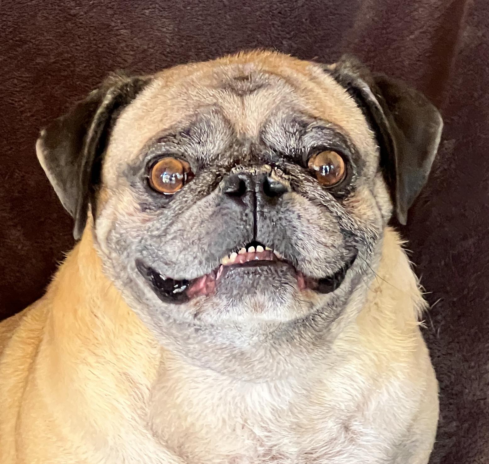 Enlarge Mighty Sweet Lil Mr Morkie ~ Heart Stealer !, a Adoptable Pug in Albuquerque, NM image 2/2