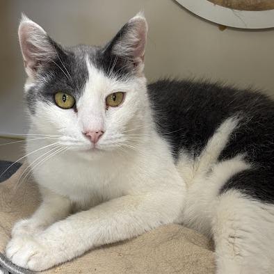 Grayson, a Adoptable Domestic Short Hair in Kennett Square, PA image 1/2