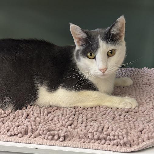 Grayson, a Adoptable Domestic Short Hair in Kennett Square, PA image 2/2