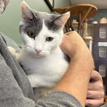 Enlarge Grayson, a Adoptable Domestic Short Hair in Kennett Square, PA image 3/4