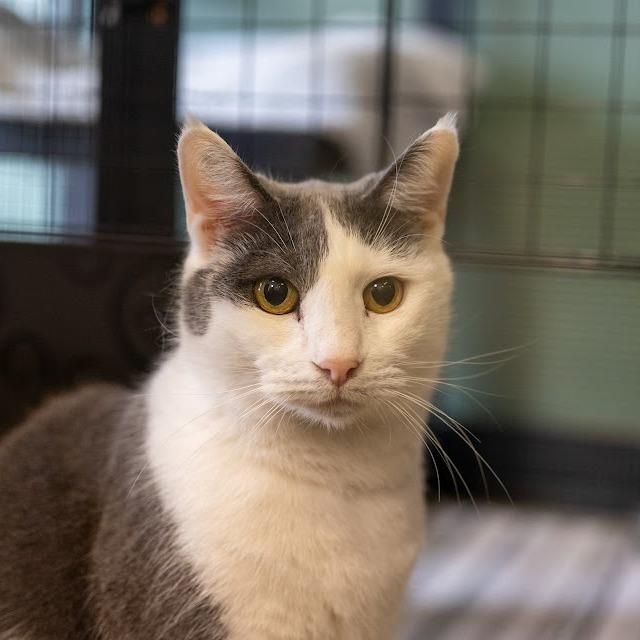 Enlarge Grayson, a Adoptable Domestic Short Hair in Kennett Square, PA image 4/4