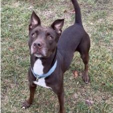 Enlarge Brandi, a Adoptable mixed breed in Overland Park, KS image 1/1