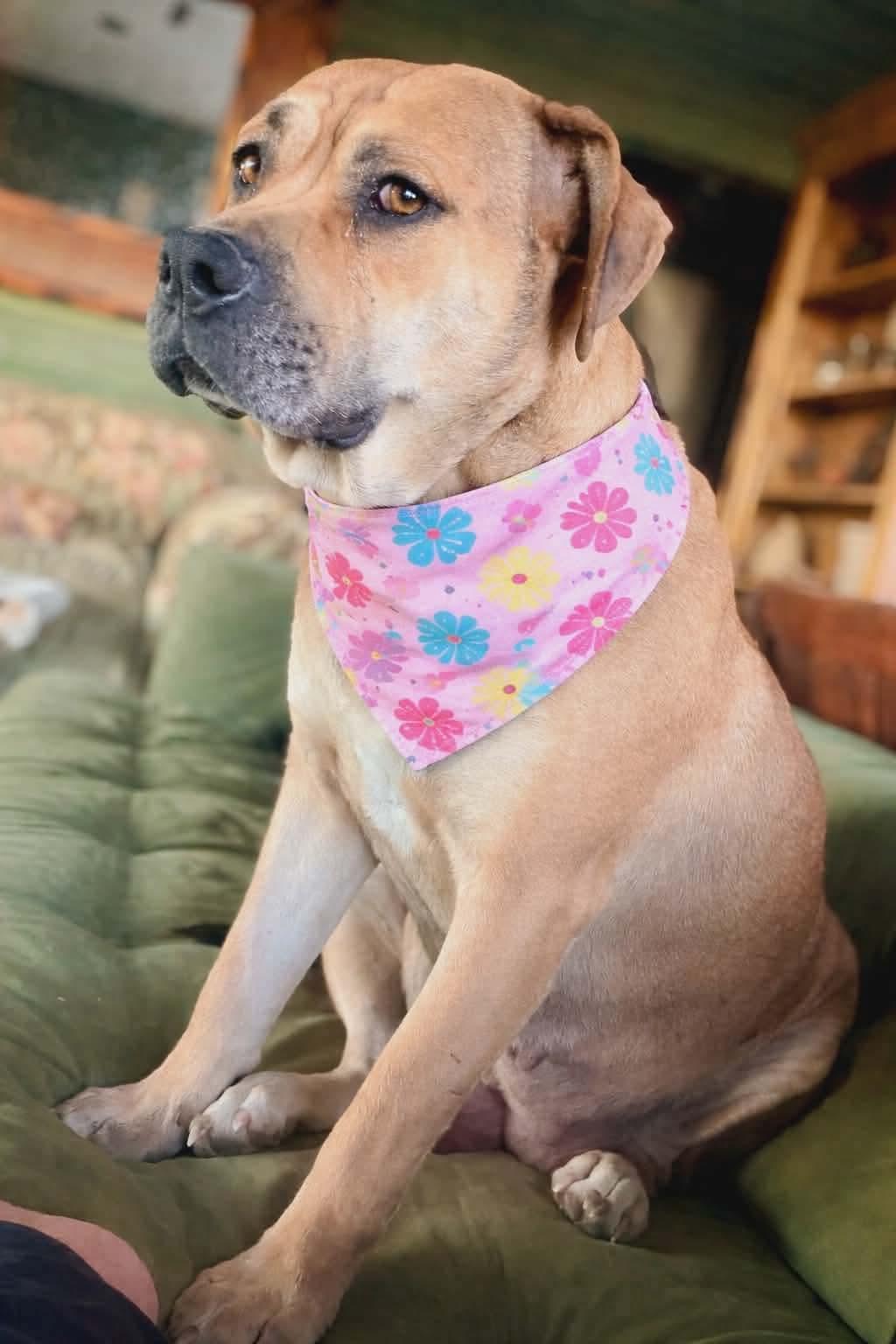 Mama Penny, Adoptable, Young Female American Staffordshire Terrier.