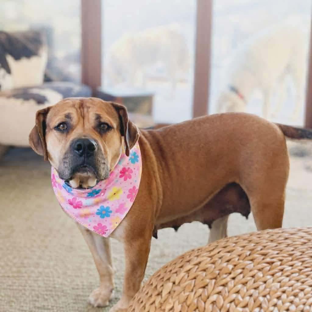 Enlarge Mama Penny, a Adoptable American Staffordshire Terrier in Duluth, MN image 2/2