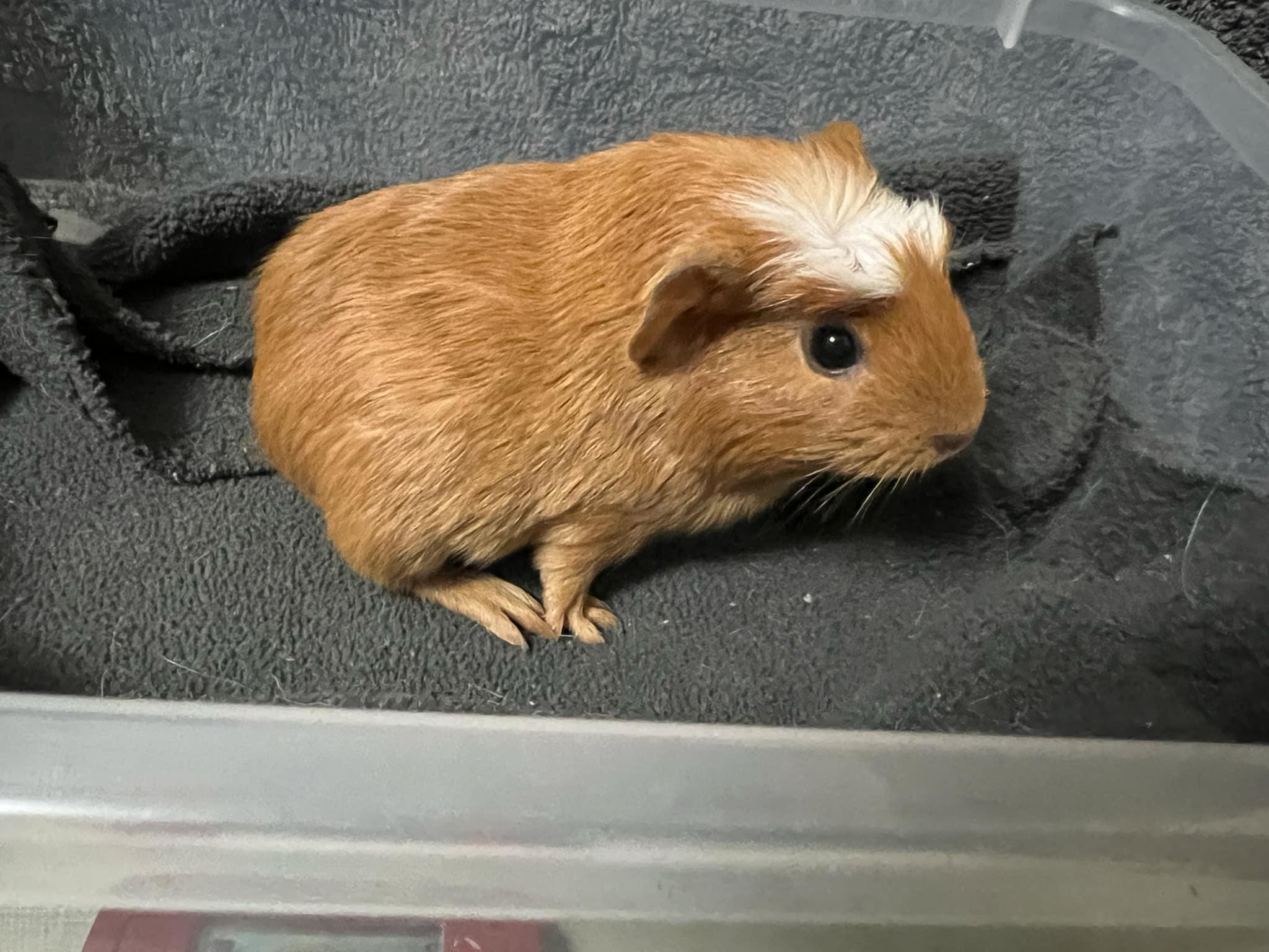 Caramel Bean, Baby Male Guinea Pig