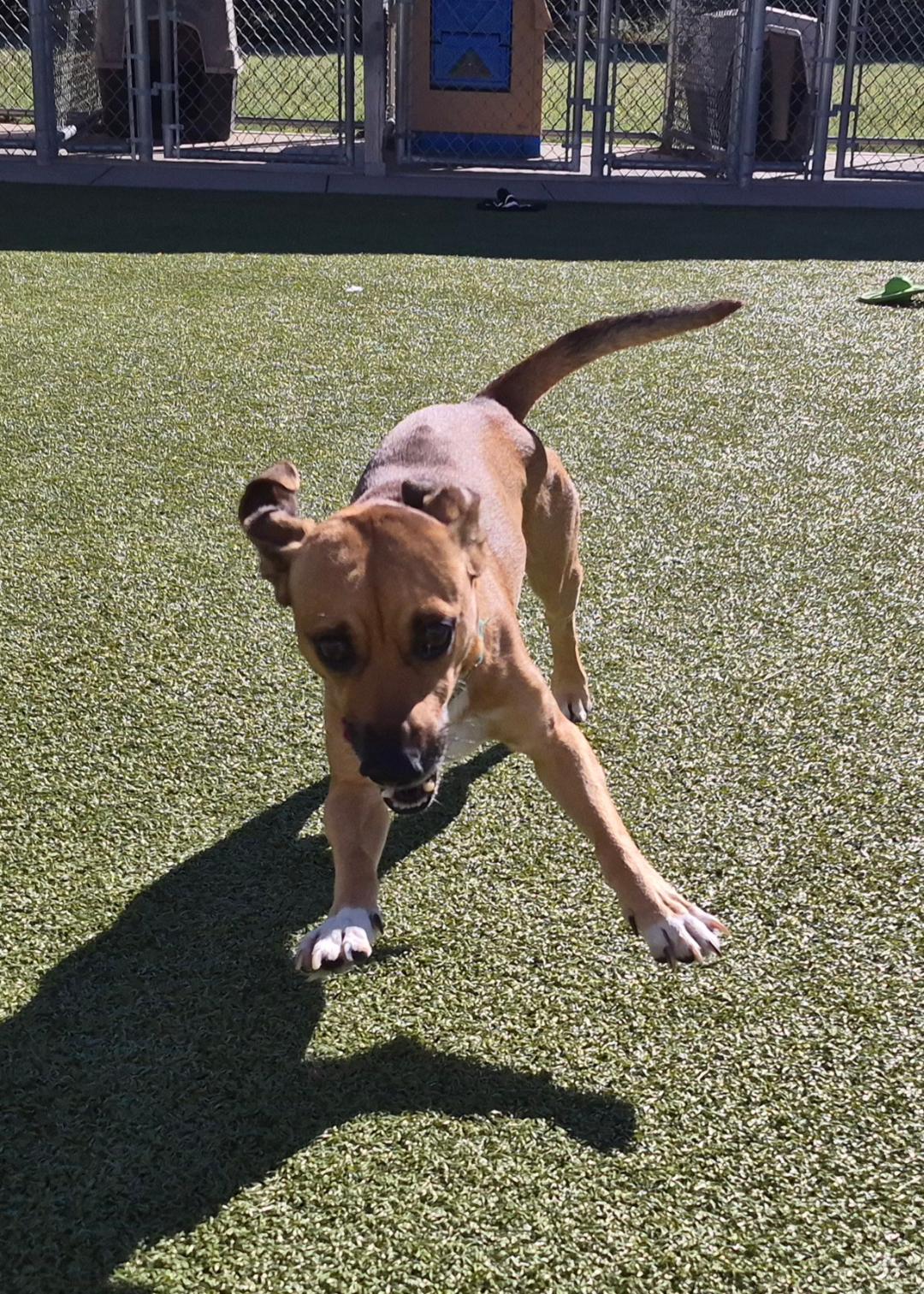 Enlarge Scooby Doo, a Adoptable mixed breed in Hays, KS image 4/6