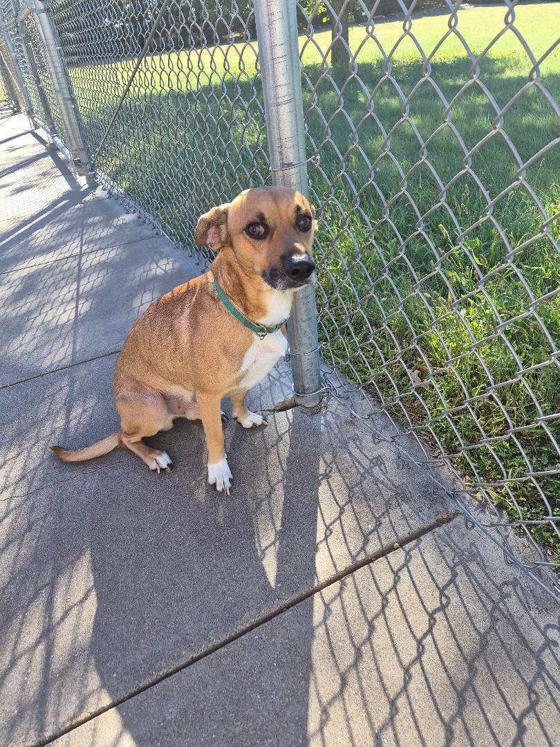 Enlarge Scooby Doo, a Adoptable mixed breed in Hays, KS image 2/6