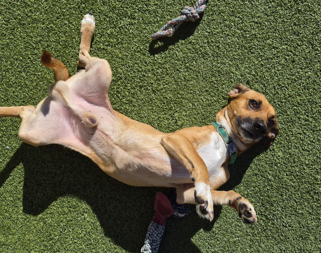Enlarge Scooby Doo, a Adoptable mixed breed in Hays, KS image 6/6