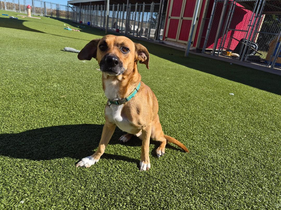 Enlarge Scooby Doo, a Adoptable mixed breed in Hays, KS image 3/6