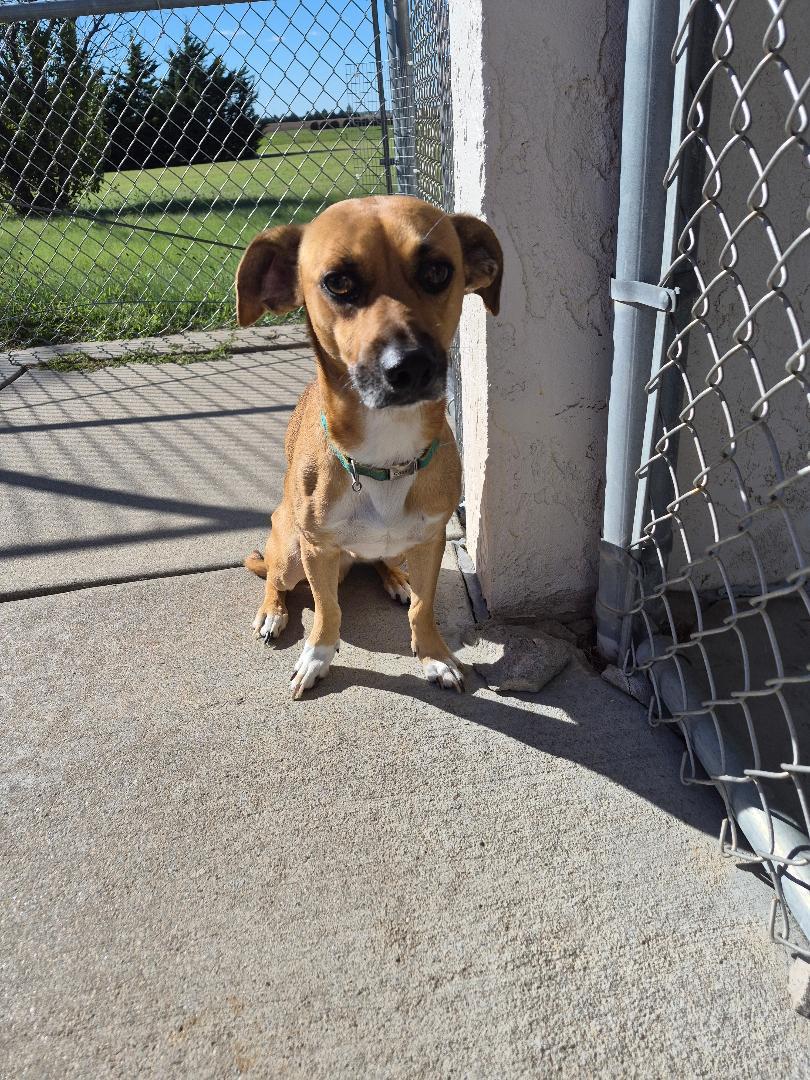 Enlarge Scooby Doo, a Adoptable mixed breed in Hays, KS image 5/6