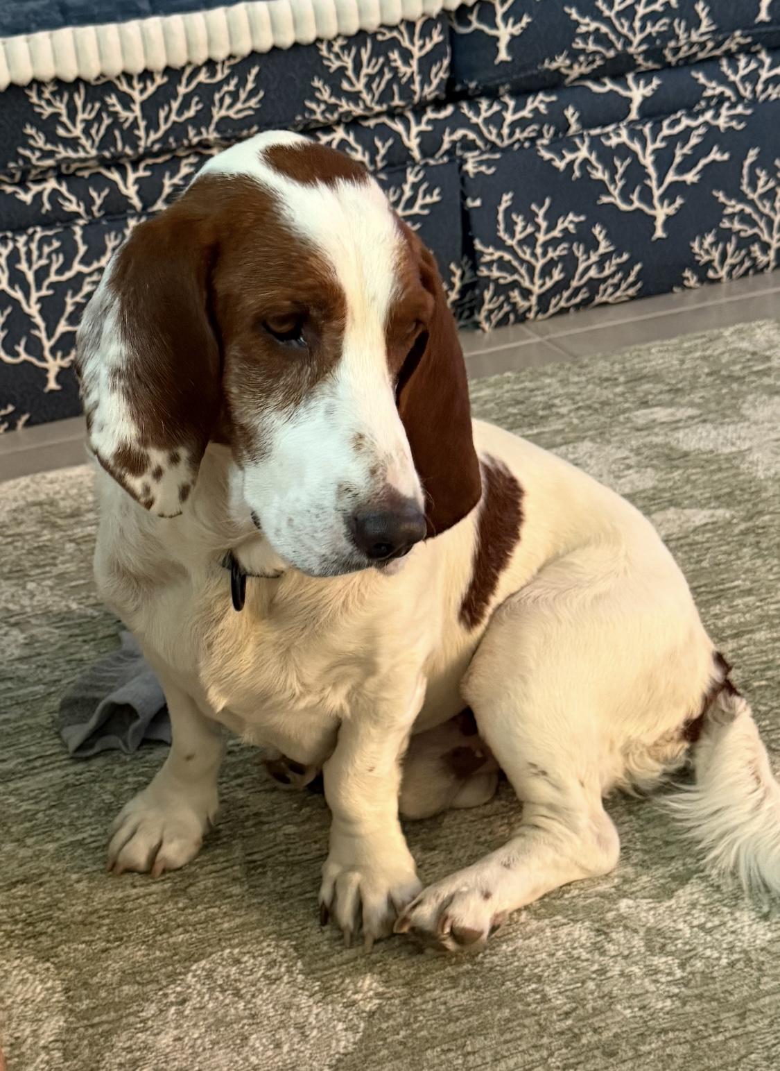 Enlarge Charlie, a ADOPTABLE Basset Hound in Auburndale, FL image 1/5