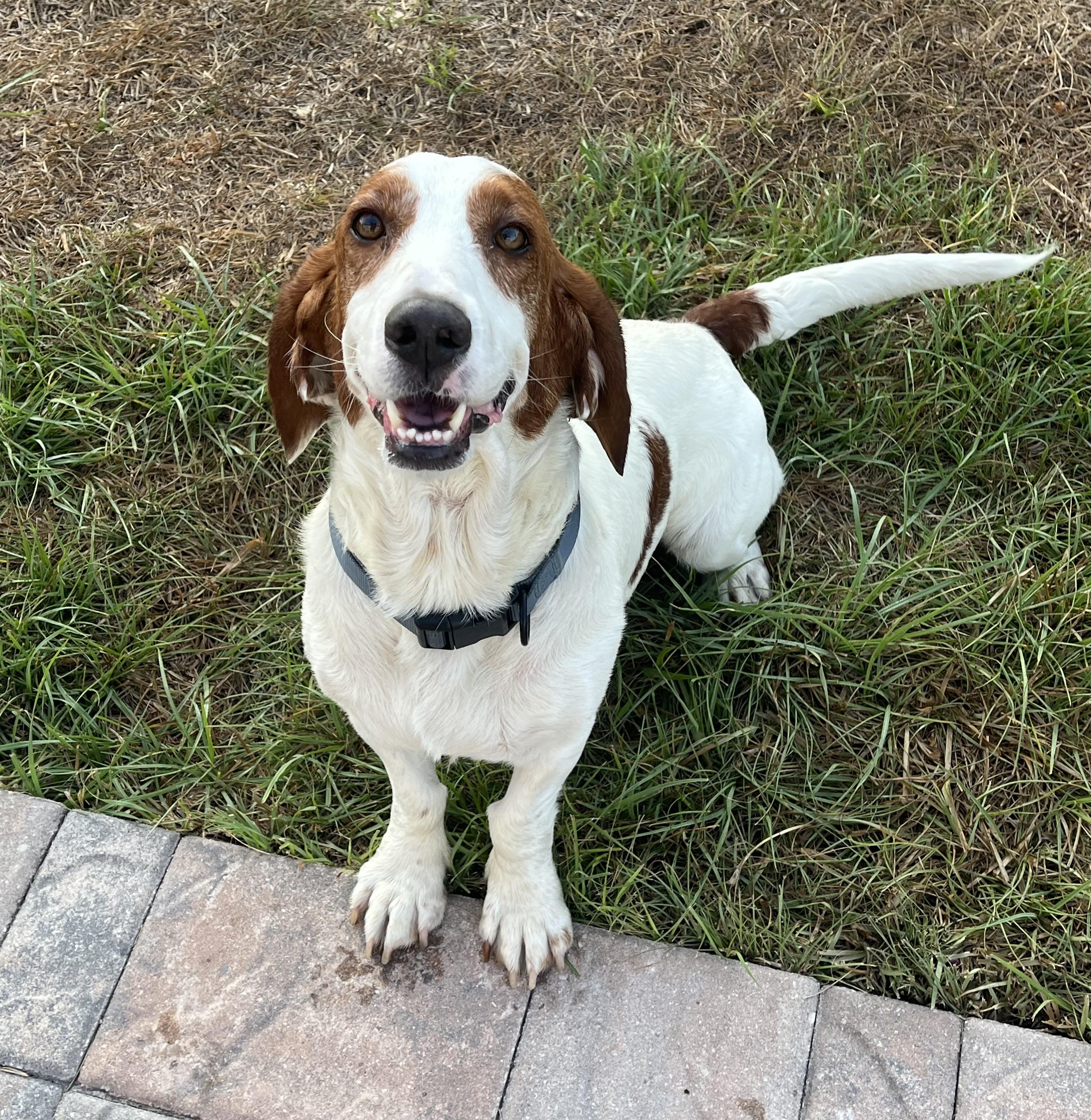 Enlarge Charlie, a ADOPTABLE Basset Hound in Auburndale, FL image 3/5