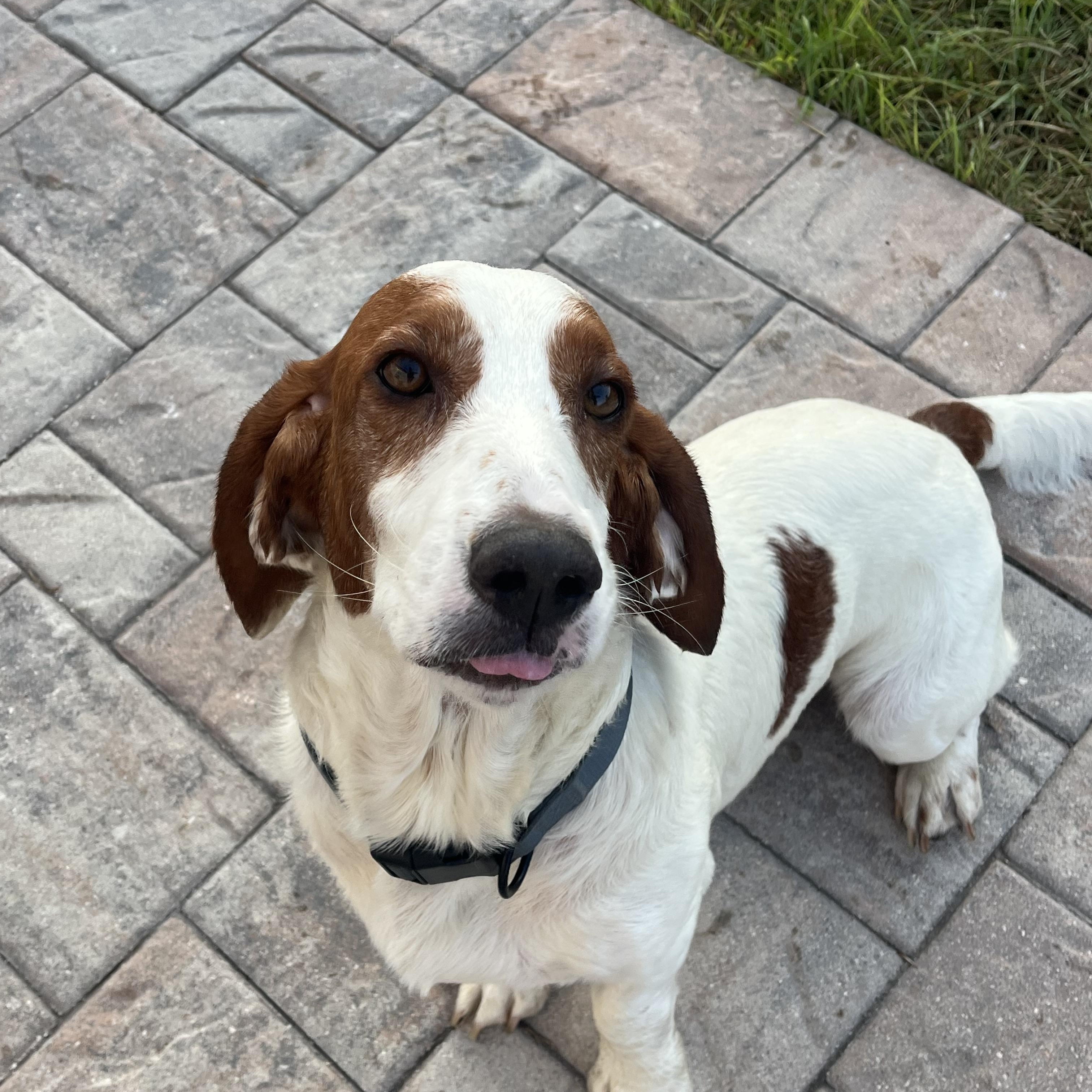 Enlarge Charlie, a ADOPTABLE Basset Hound in Auburndale, FL image 4/5