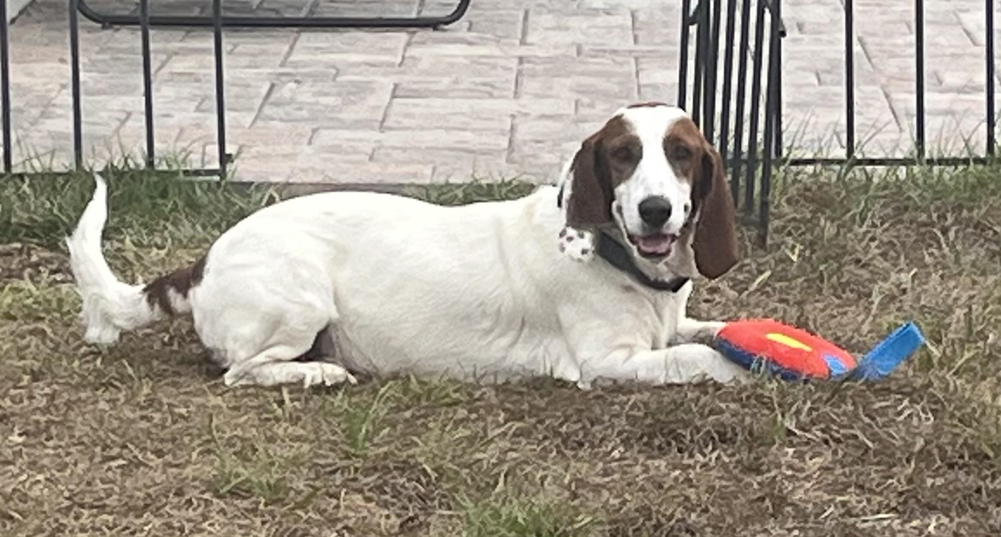 Enlarge Charlie, a ADOPTABLE Basset Hound in Auburndale, FL image 5/5