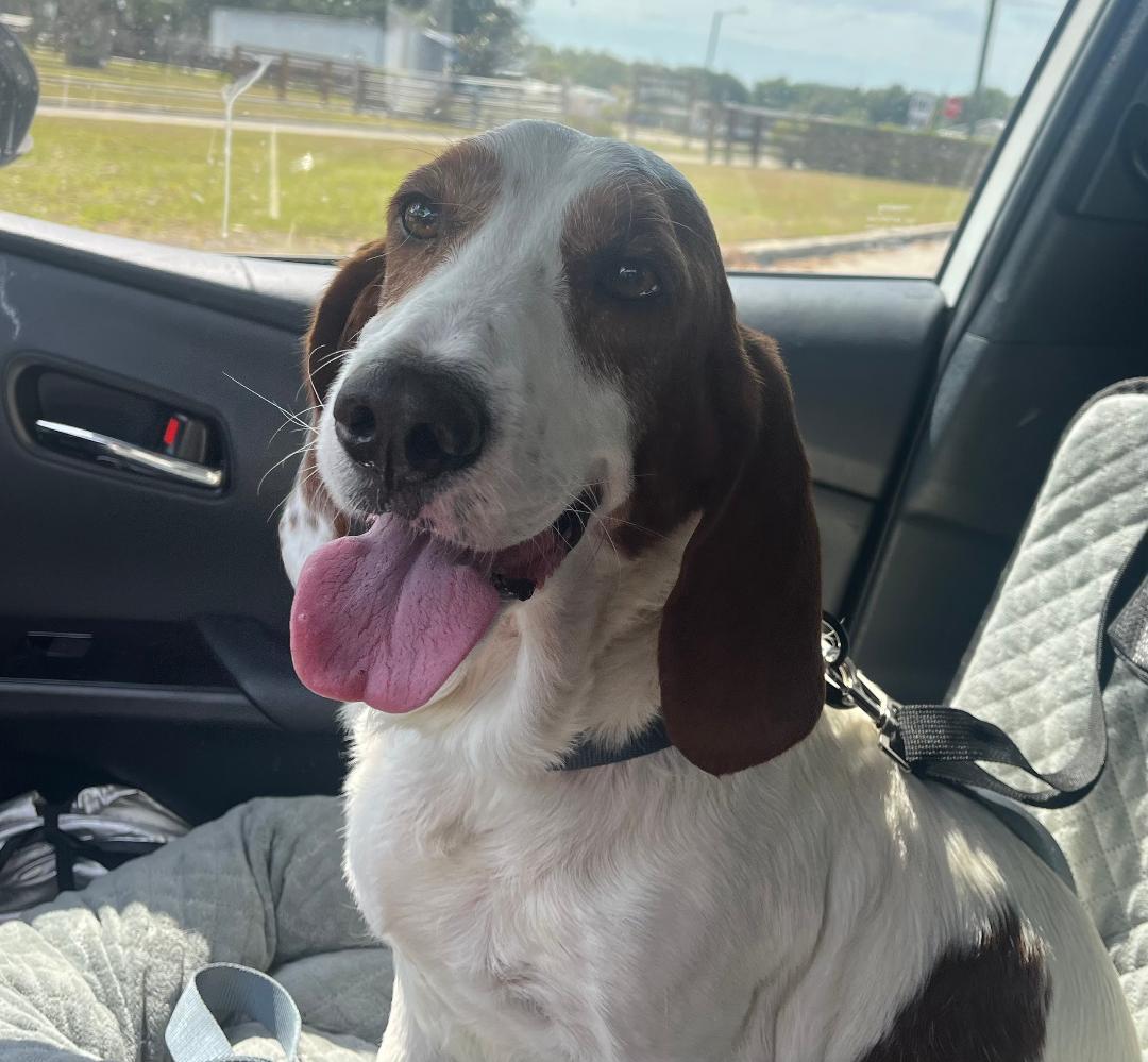 Enlarge Charlie, a ADOPTABLE Basset Hound in Auburndale, FL image 2/5