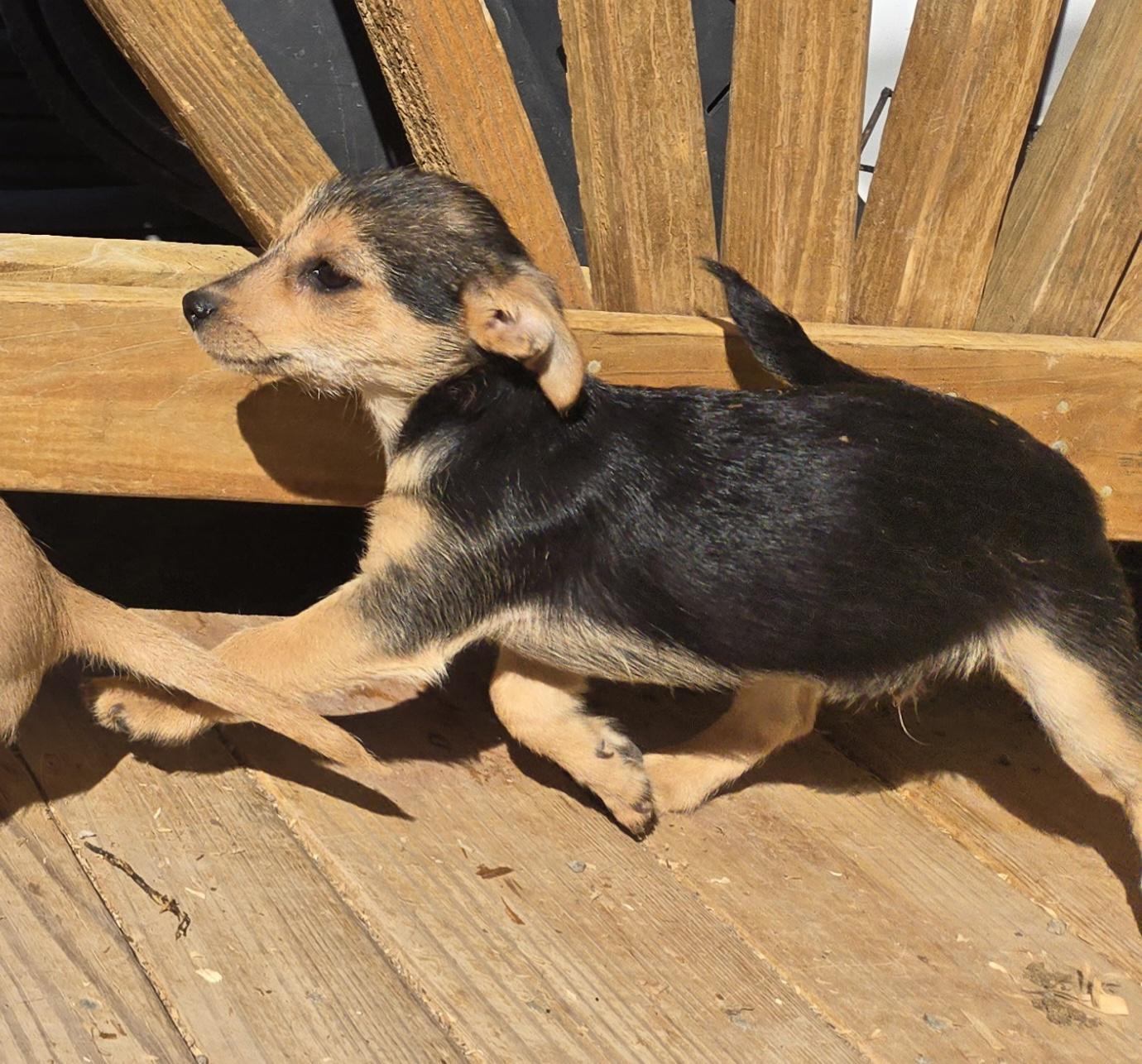 **TROUBLE, a ADOPTABLE mixed breed in Peralta, NM image 4/6