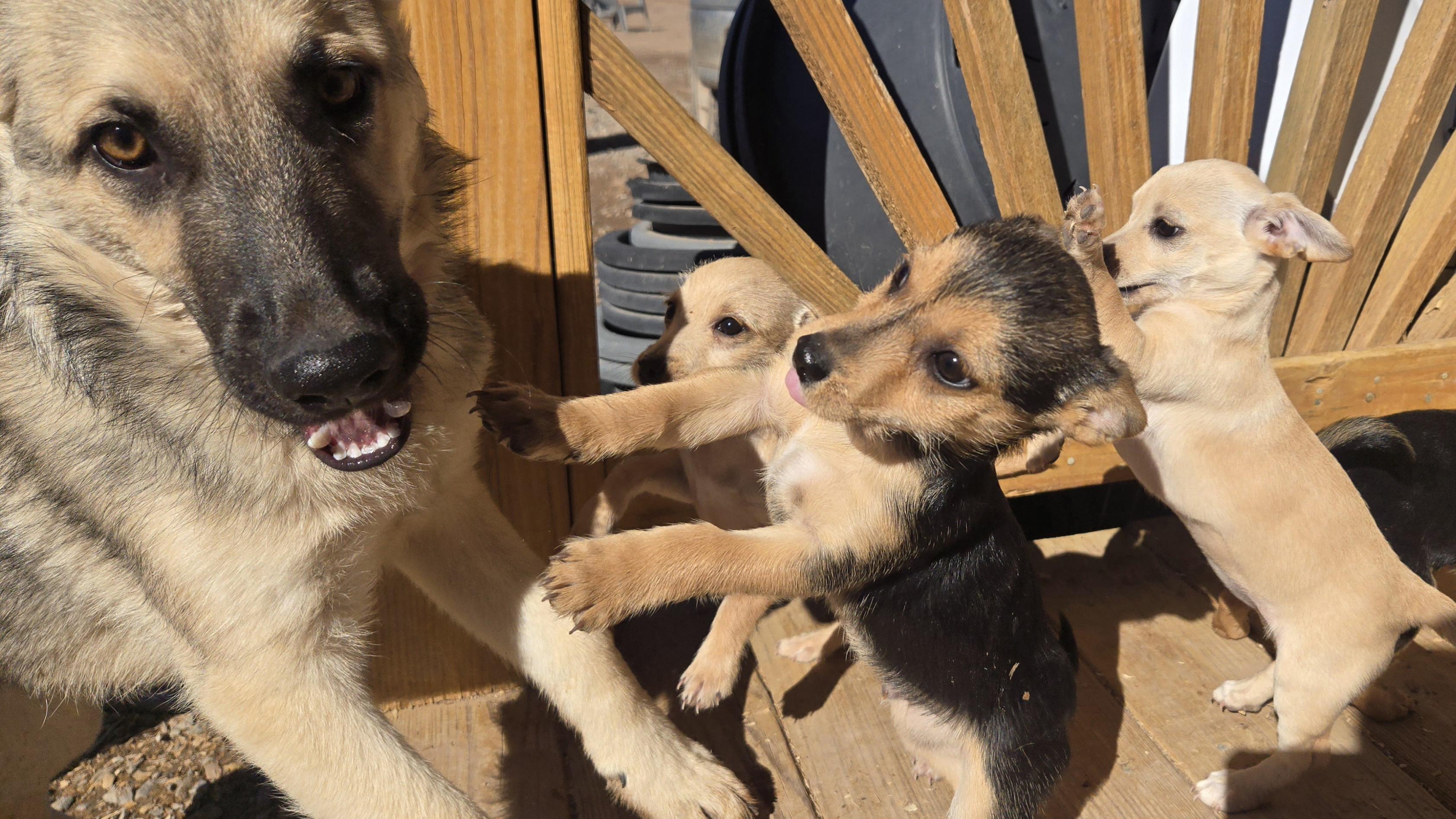 **TROUBLE, a ADOPTABLE mixed breed in Peralta, NM image 5/6