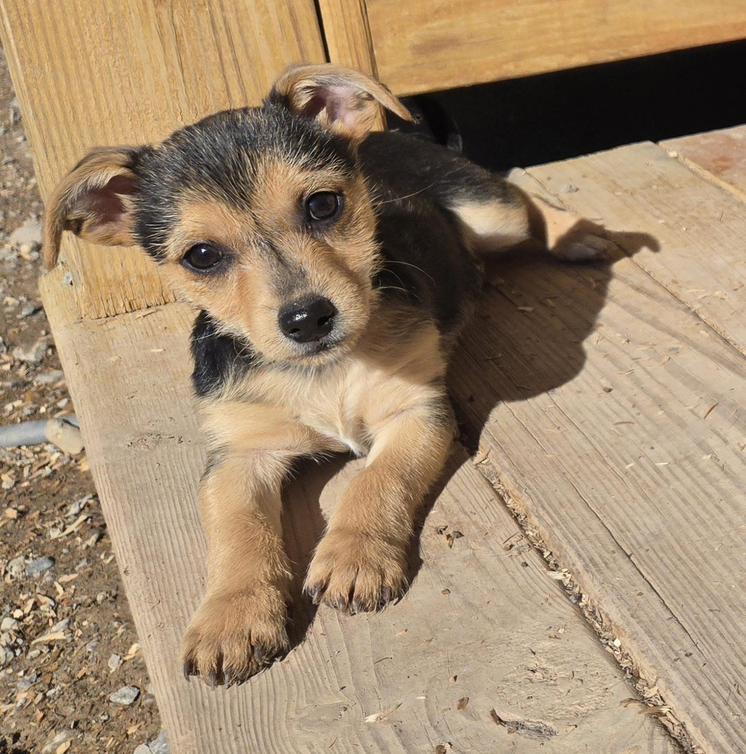 **TROUBLE, a ADOPTABLE mixed breed in Peralta, NM image 1/6