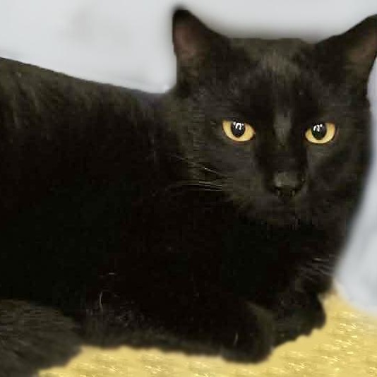 Tiny Tim, ADOPTABLE, Young Male Domestic Short Hair.