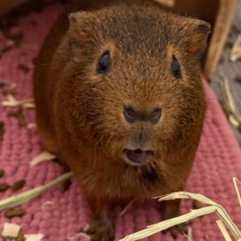 Enlarge Capy, a Adoptable Guinea Pig in Clearwater, FL image 2/3