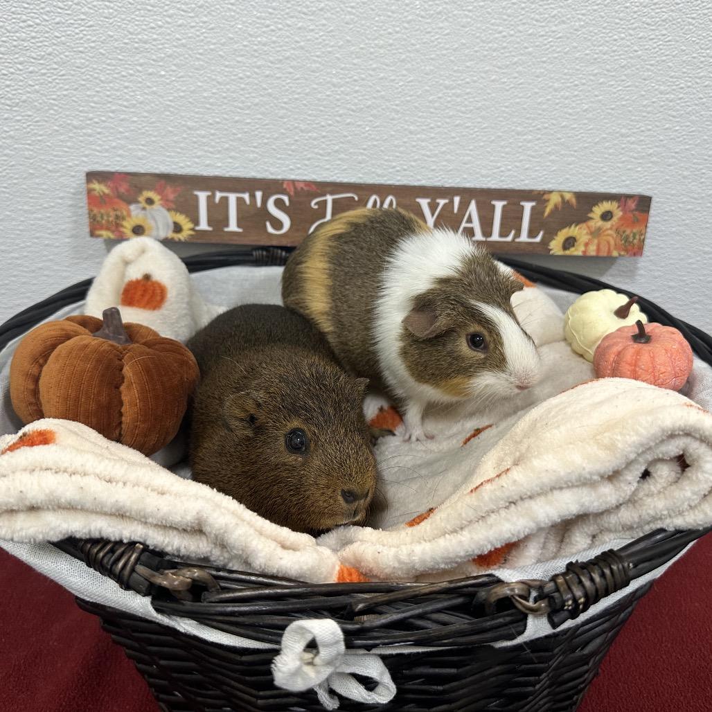 Enlarge Capy, a Adoptable Guinea Pig in Clearwater, FL image 3/3