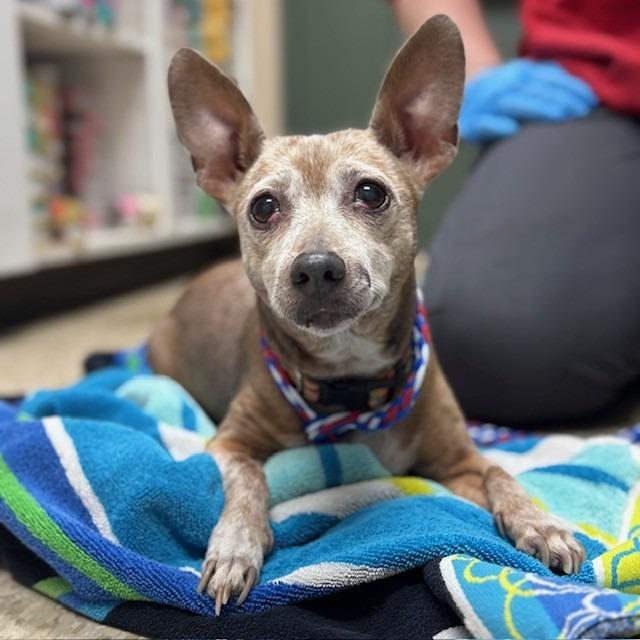 Dog 01/28/2026, Adoptable, Senior Female Chihuahua.