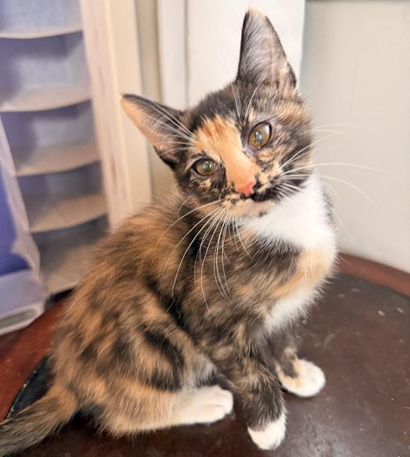 Twyla, ADOPTABLE, Kitten Female Tortoiseshell.